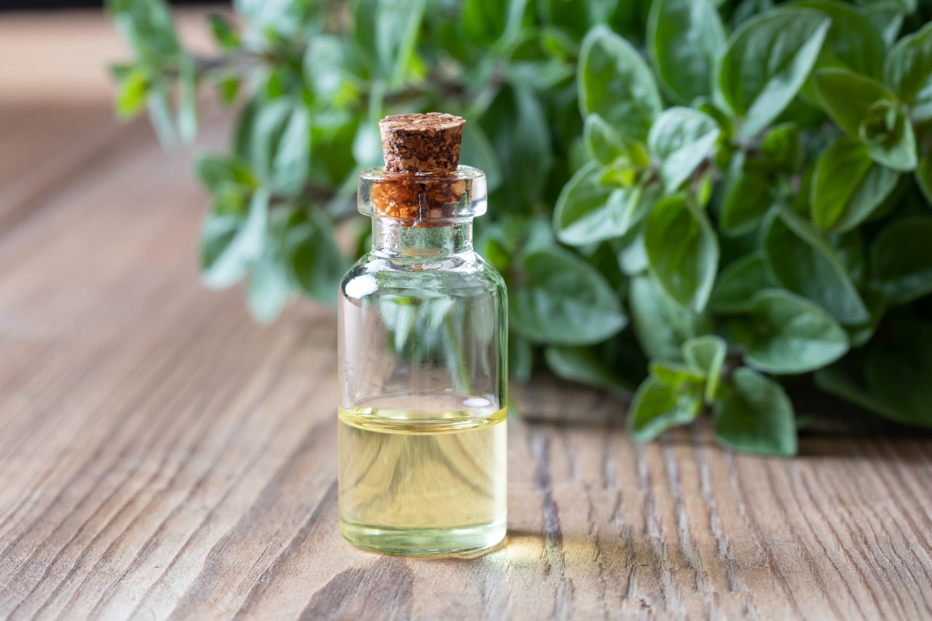 Oil of Oregano — More Evidence for Effective Pest Control: