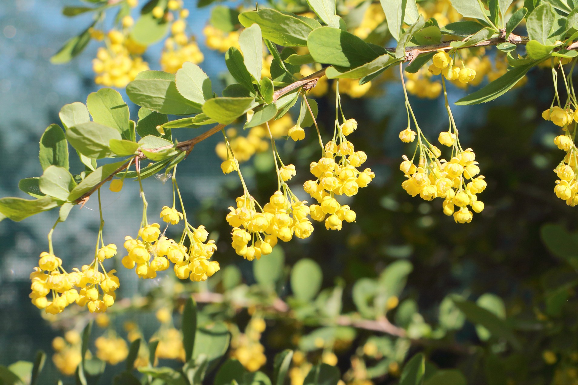 Berberine Determined to be Beneficial Against Candida Albicans
