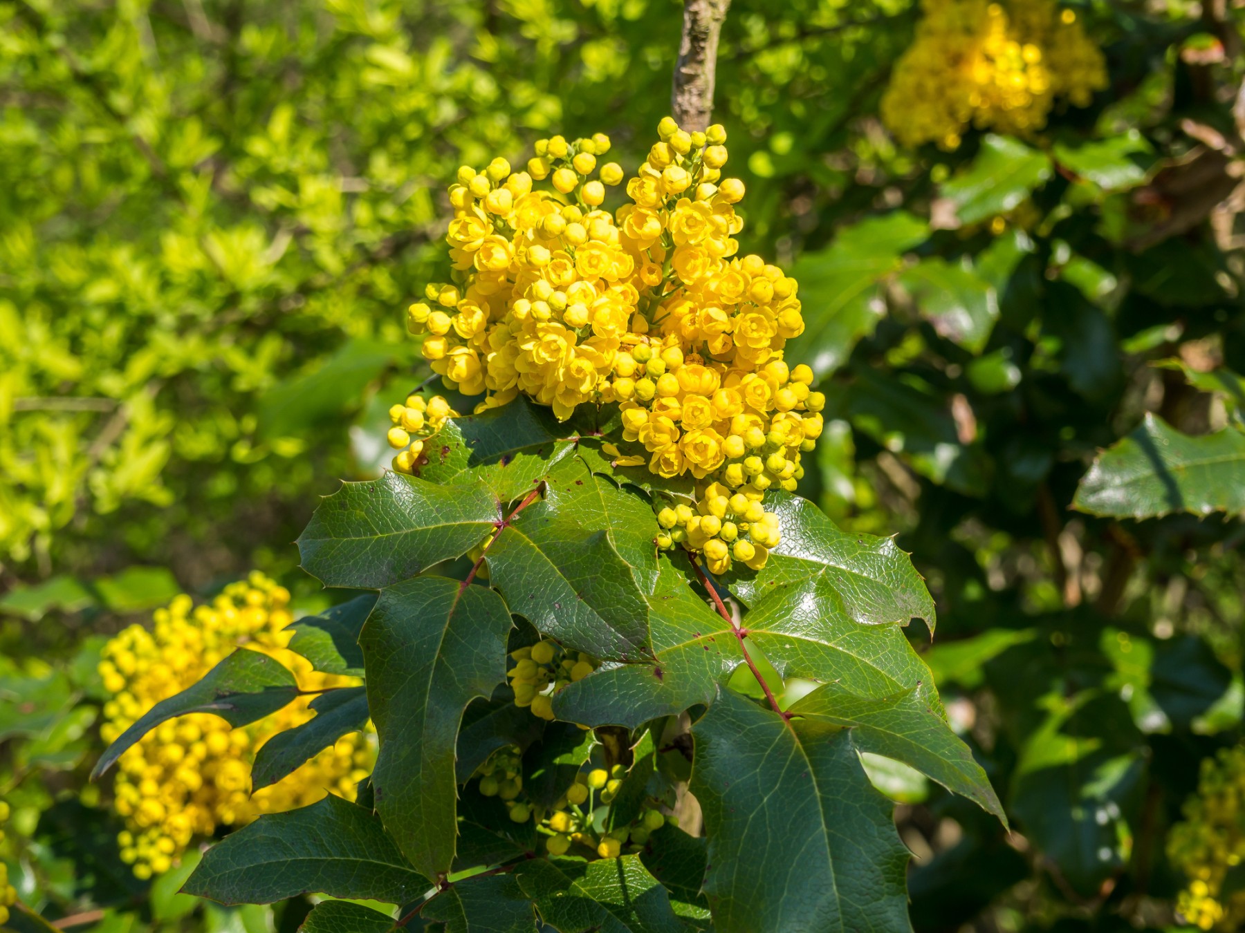 Berberine’s Benefits with Methicilln Resistant Staphyloccus Aureus