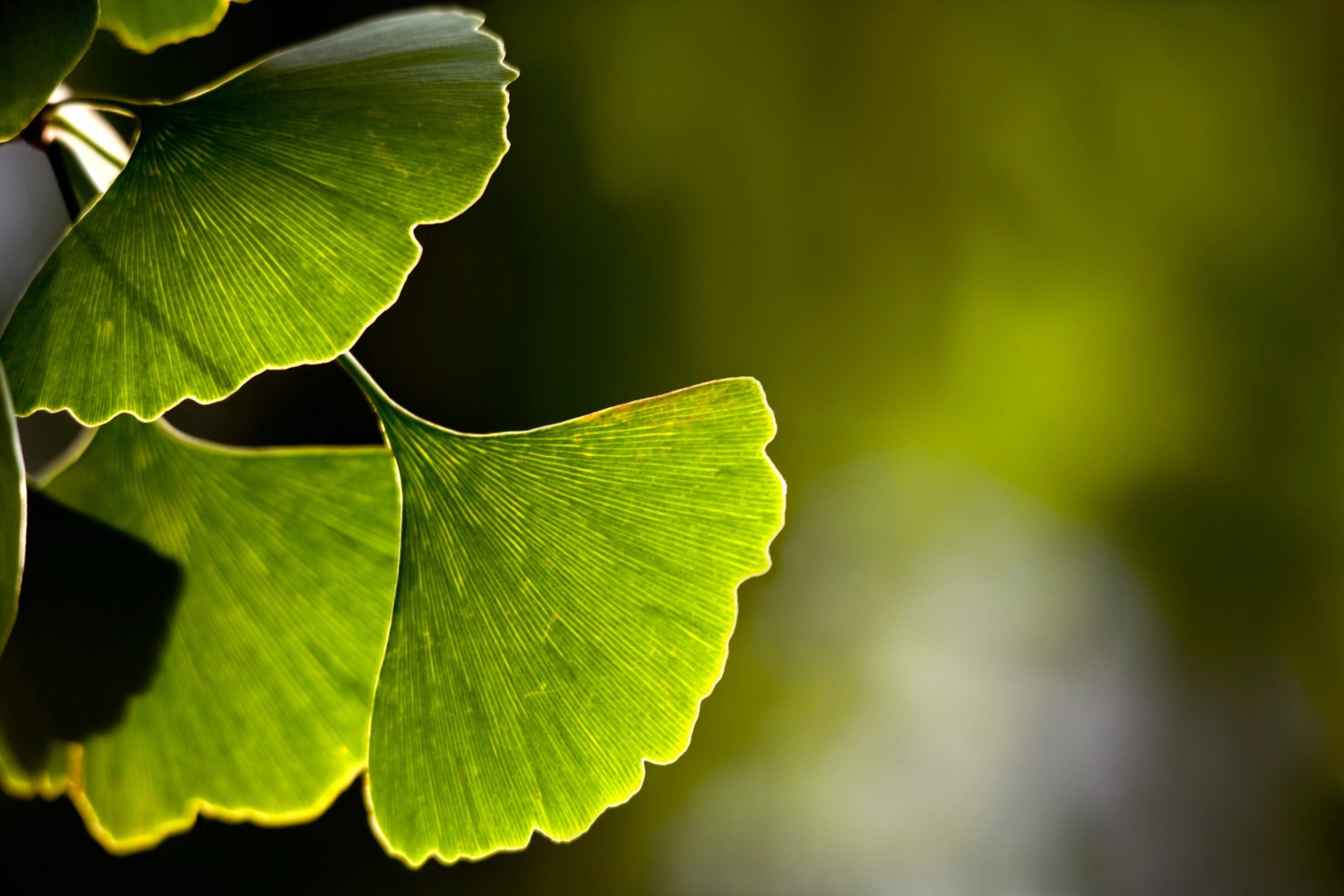 Ginkgo Biloba Extract Improves Both Cognitive and Neurological Functions Following Stroke