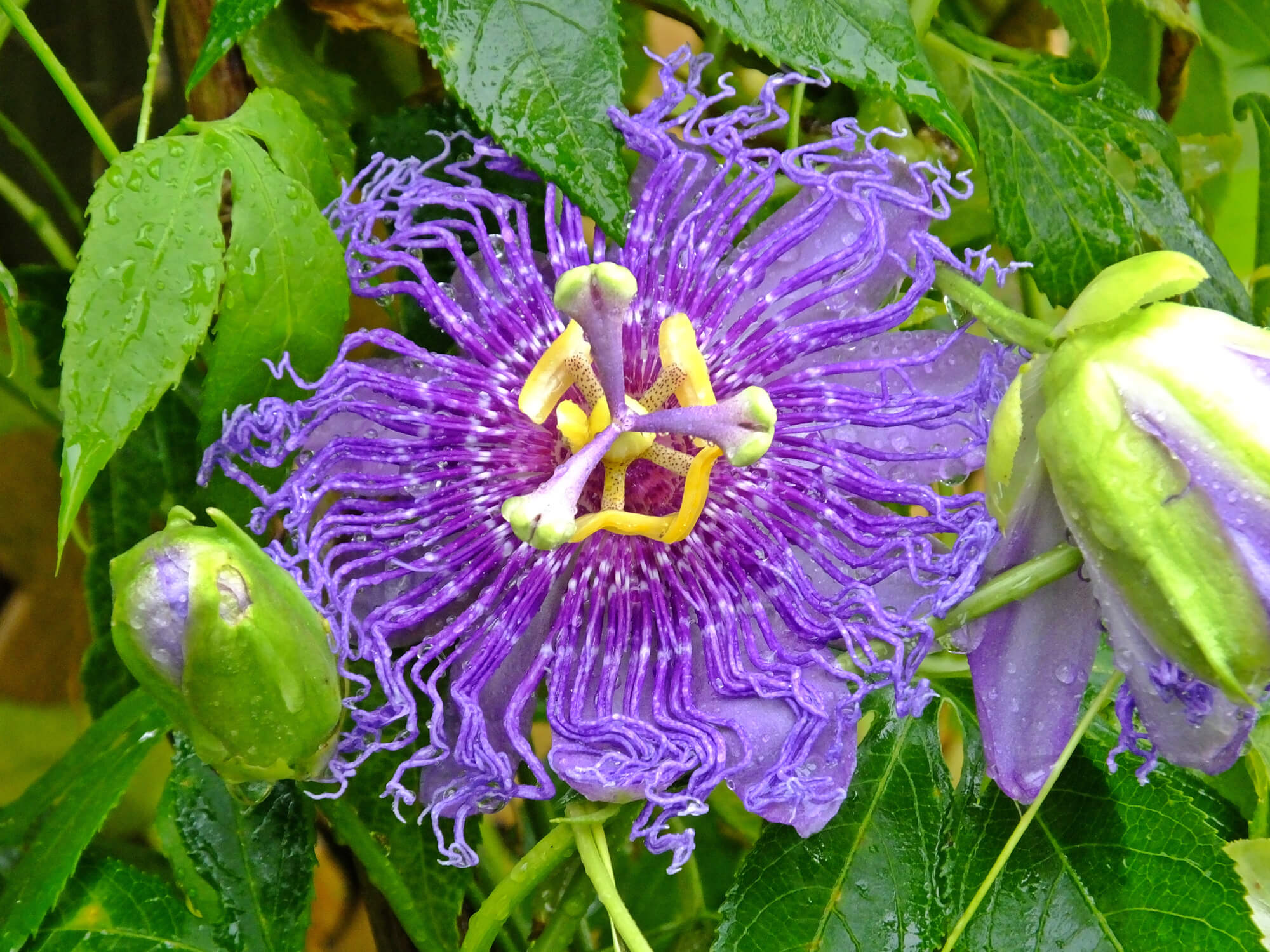 Botanicals for a Better Sleep