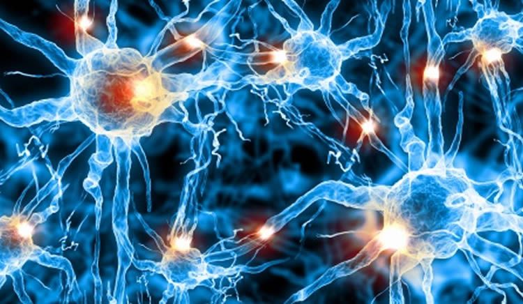 Astrocytes, Star of the Glial Show