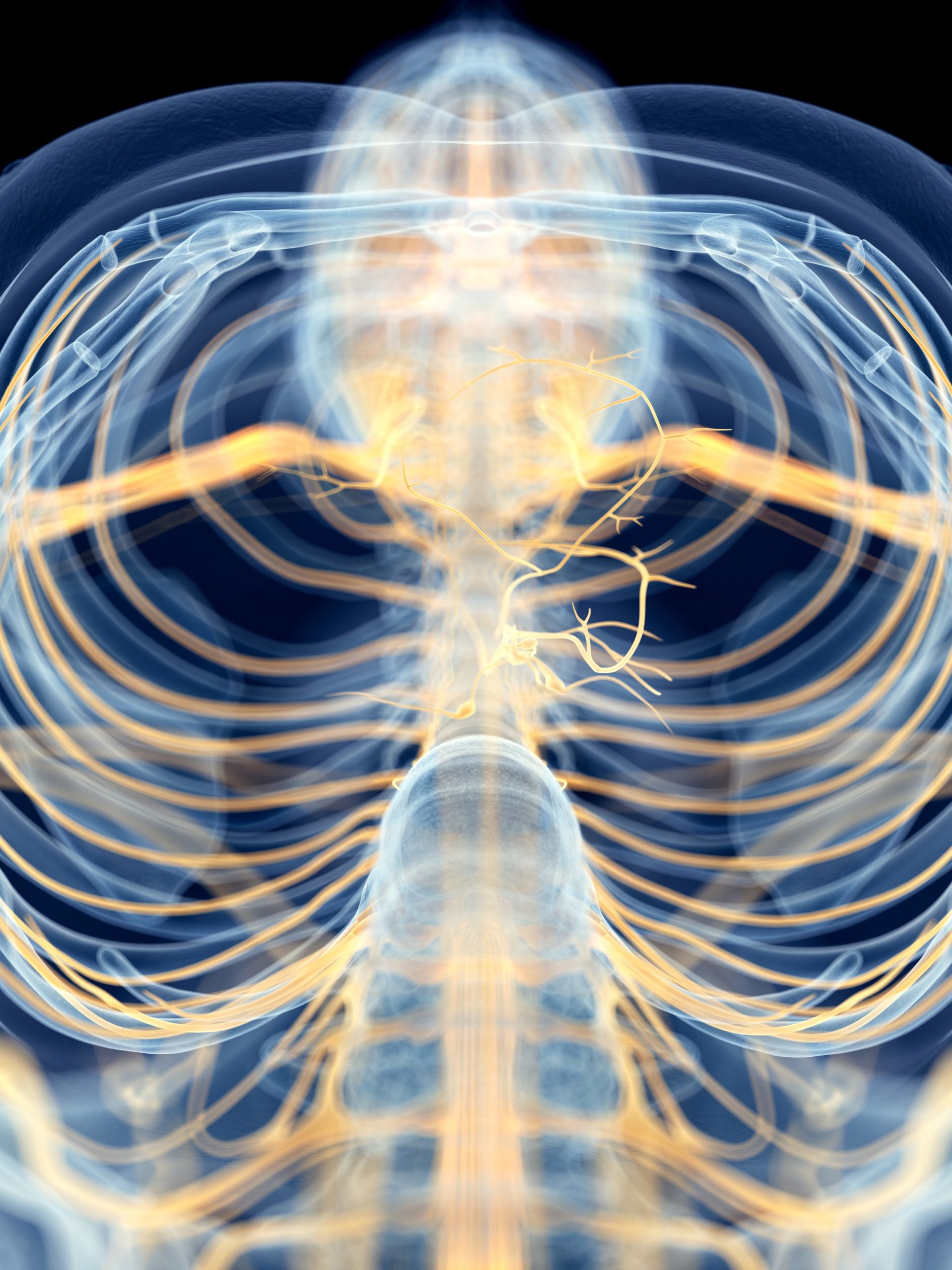 The Vagus Nerve Links to Reward Circuitry