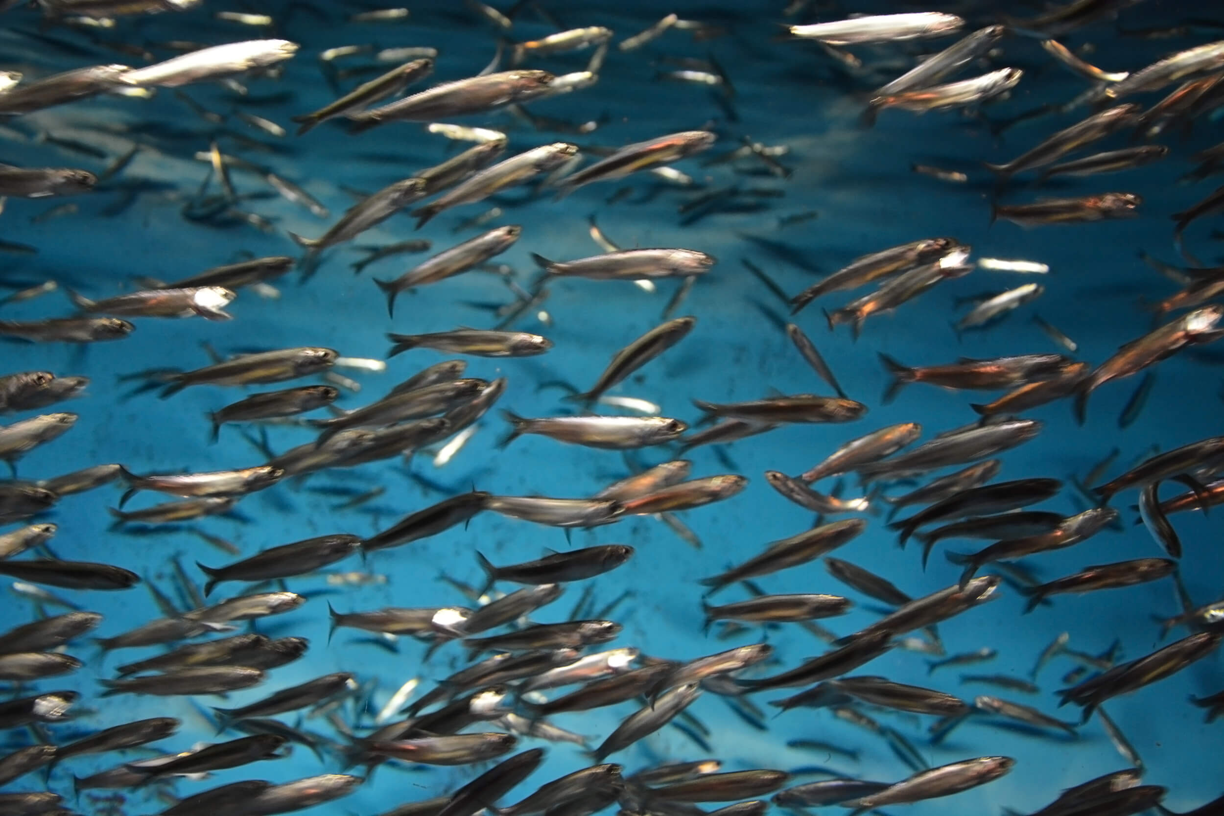 New Frontiers in Fish Oil – Part Two
