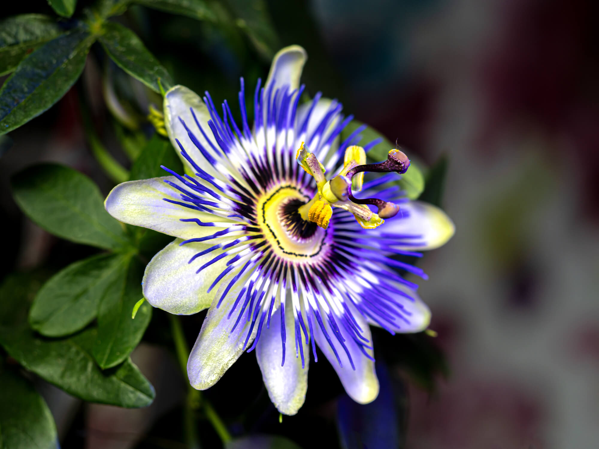 Relax with Passionflower