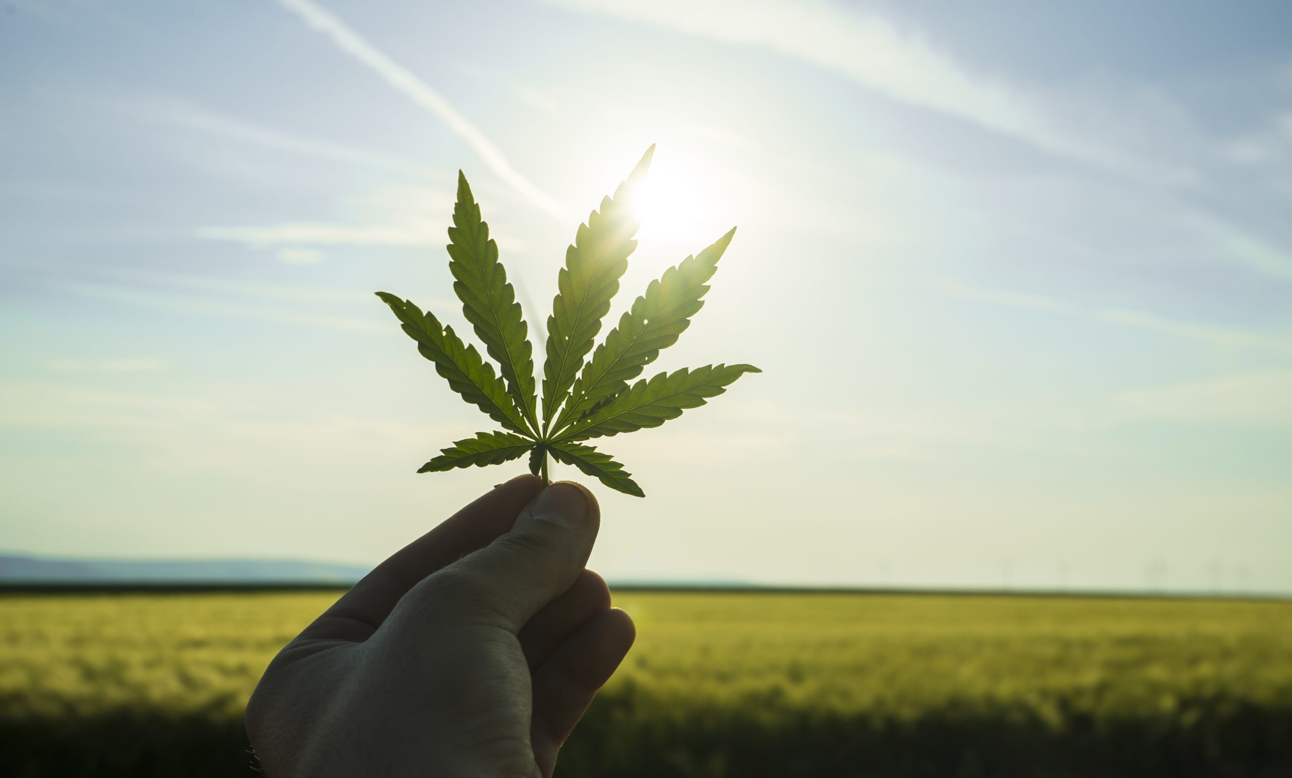 Cannabis Sativa: History, Chemistry & Uses