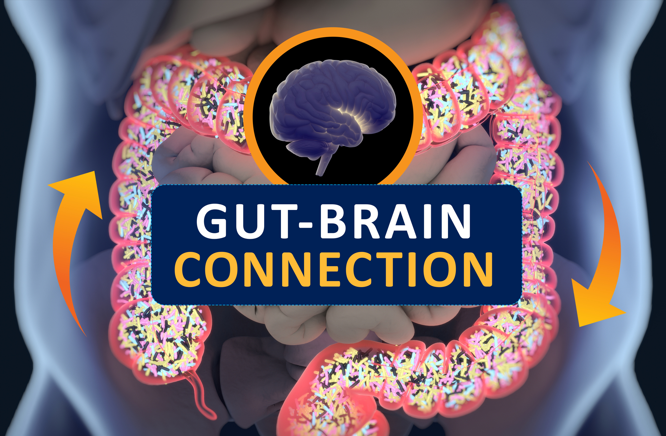 Microbiota Affect Your Nervous System Via a Gut-Brain Circuit