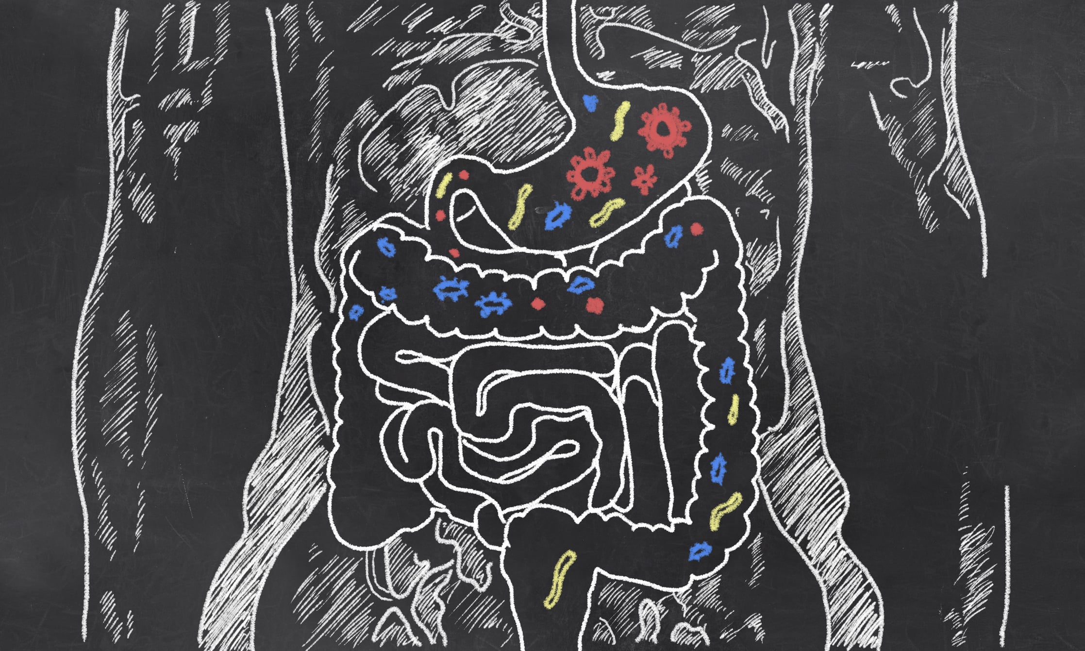 The Gut-Immune Connection