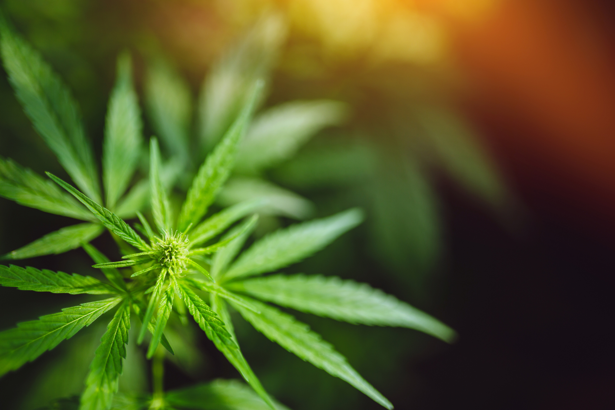 Taking a Closer Look at Hemp