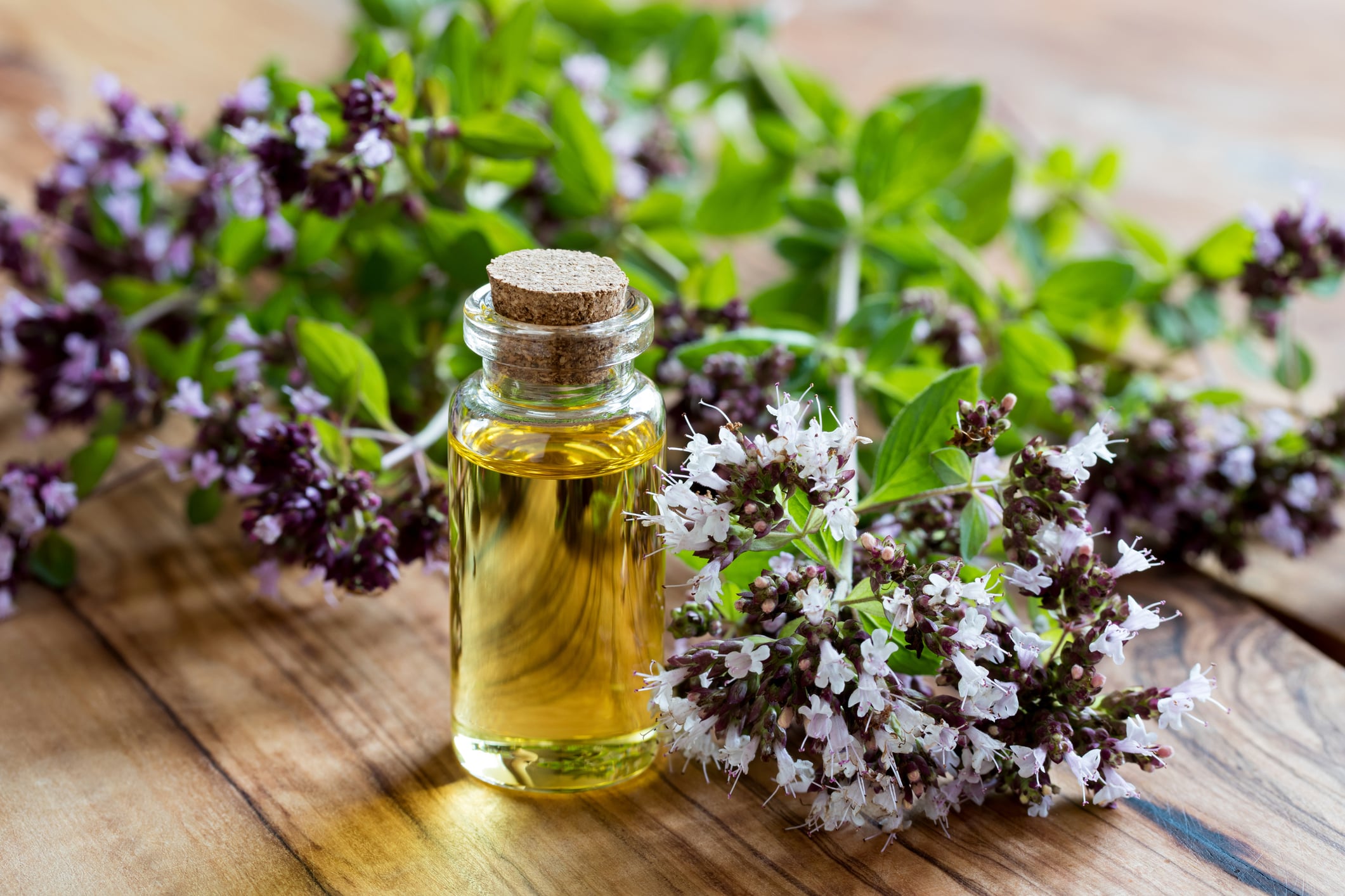 Oregano Oil: Updates on Molecular Mechanisms