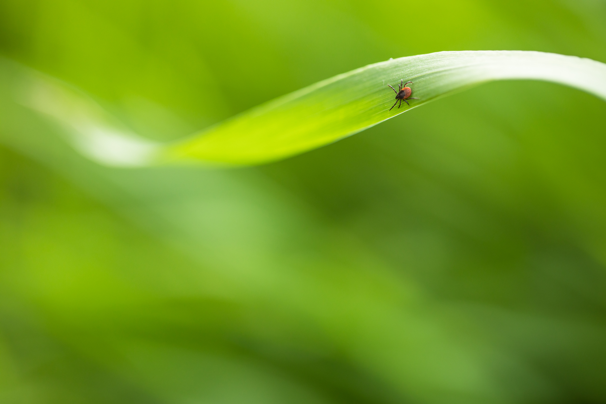 Happy Tick-Free Summer