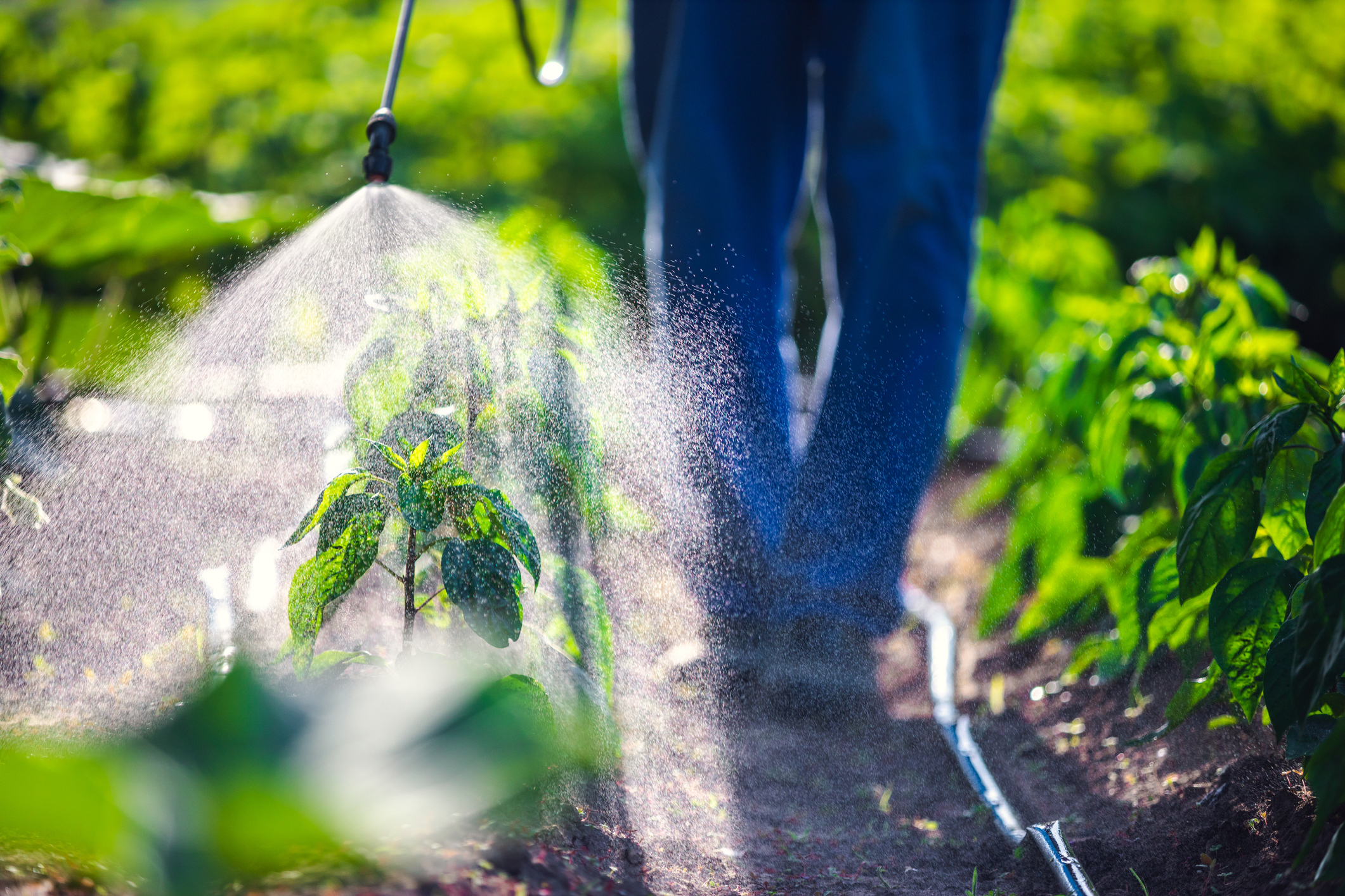 Pesticides & Kidney Function