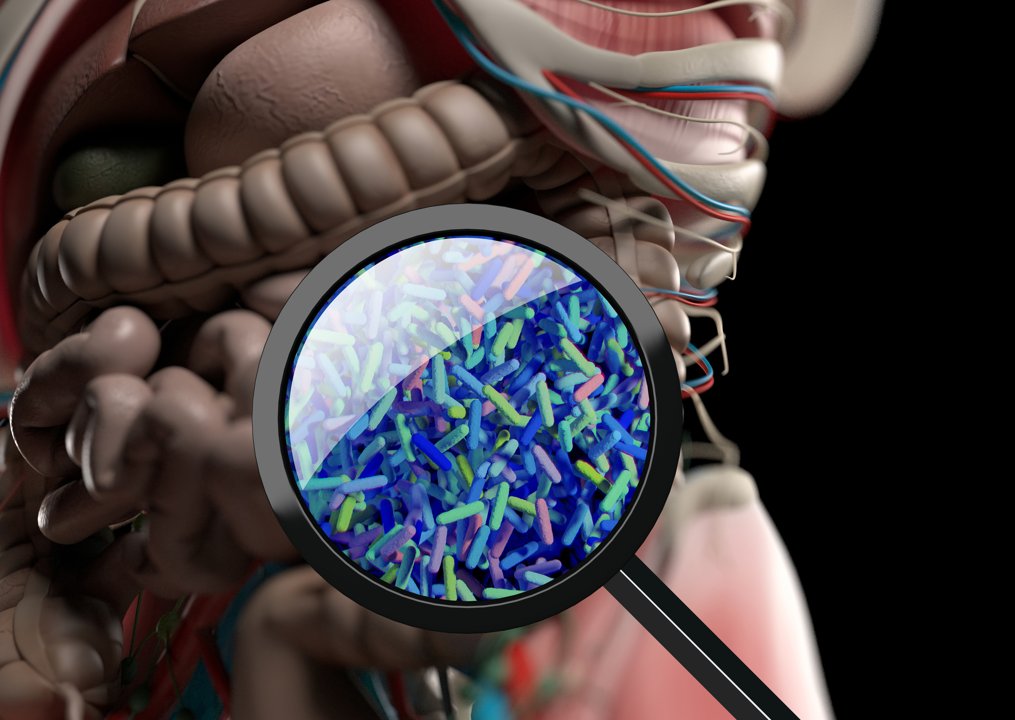 Polyphenol Metabolism & Gut Microbiota