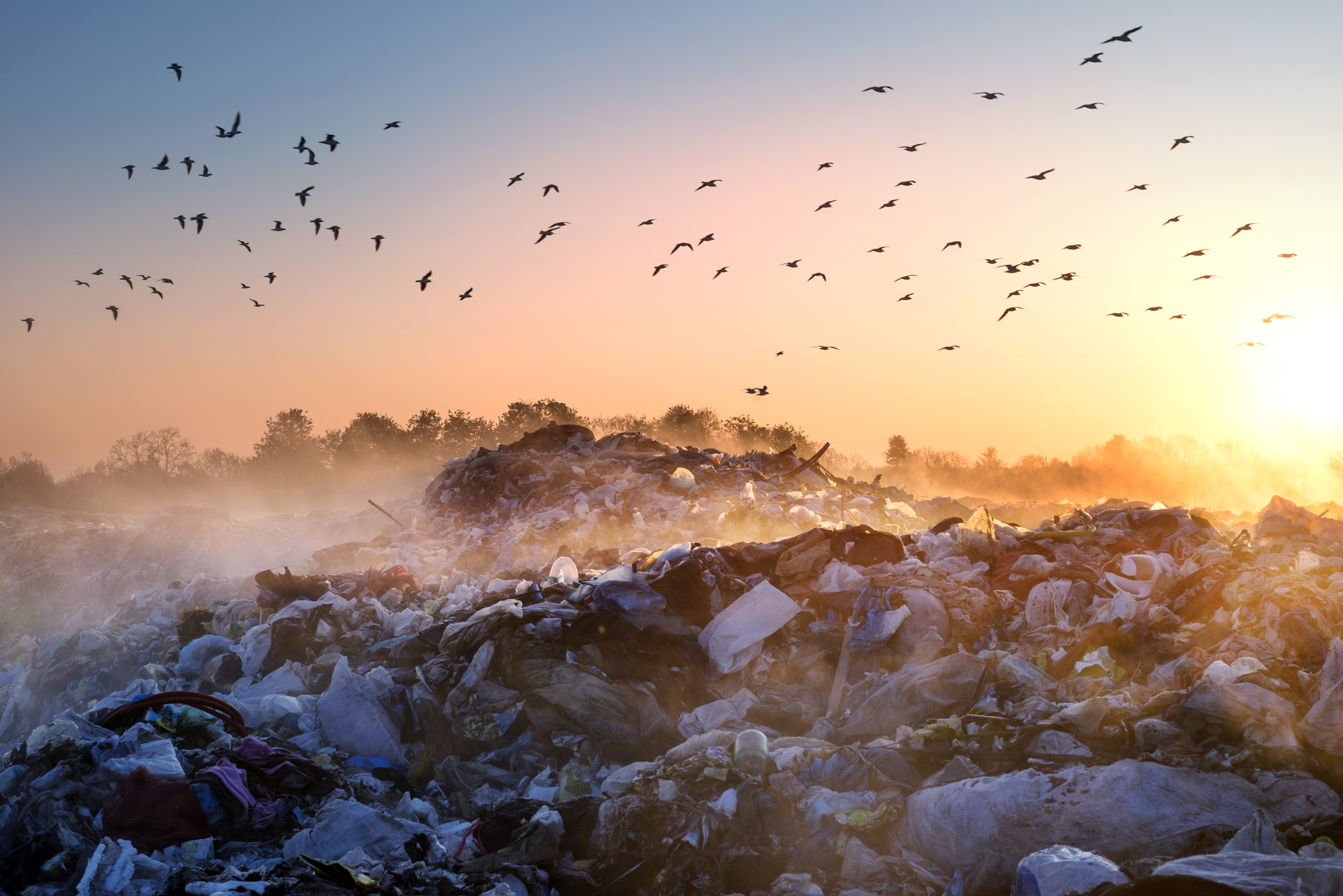 Environmental Pollutants & the Microbiome