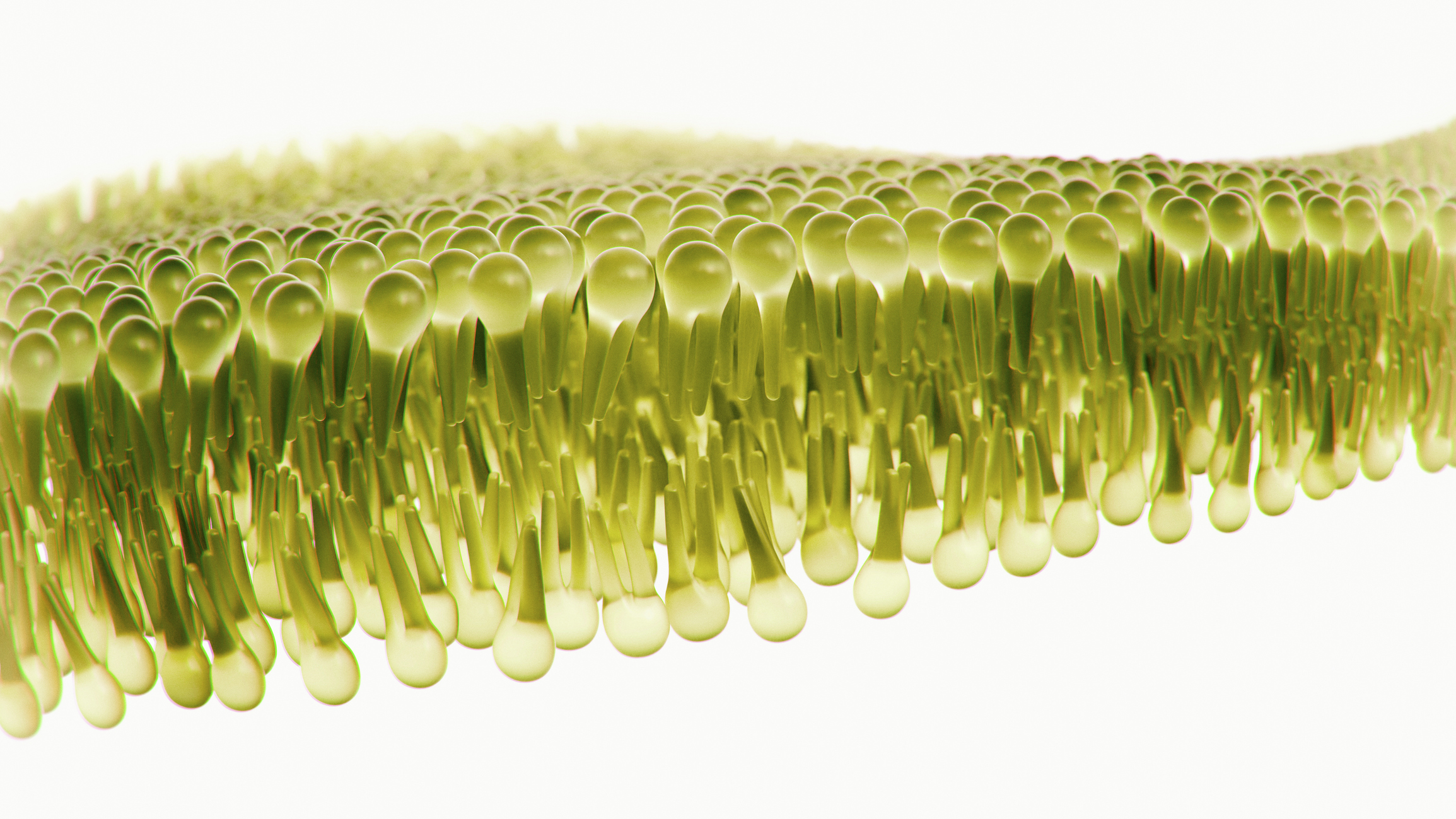 Lipid Energy Model