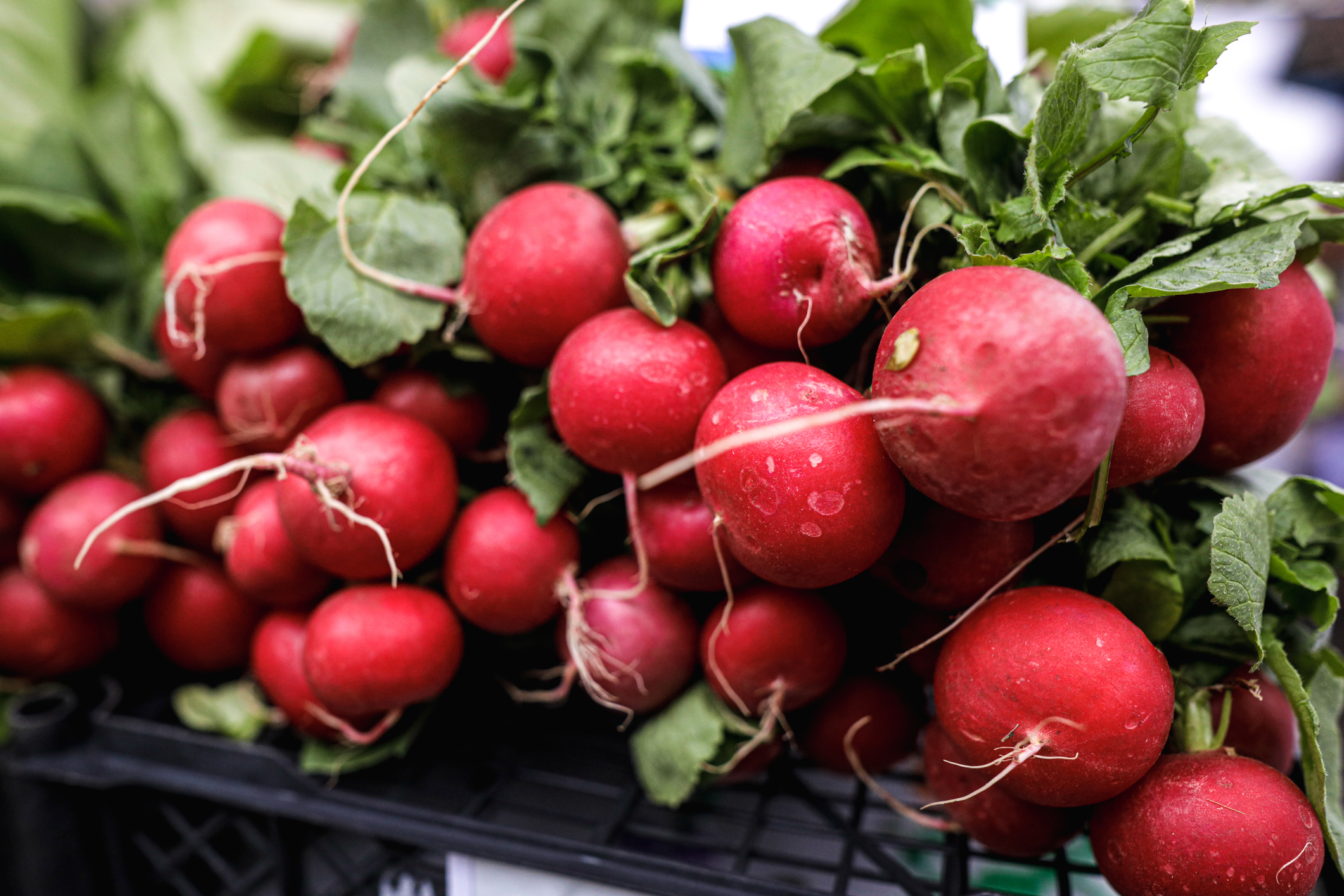 Radishes – An Often Overlooked Vegetable