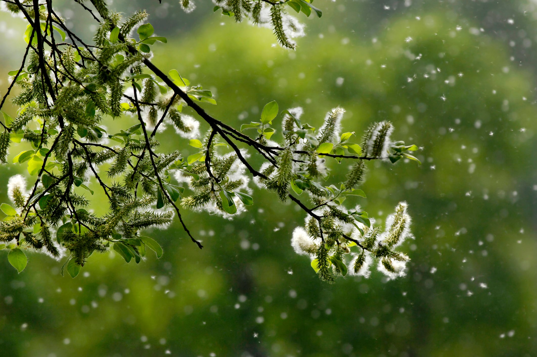 Microbiota & Seasonal Allergies