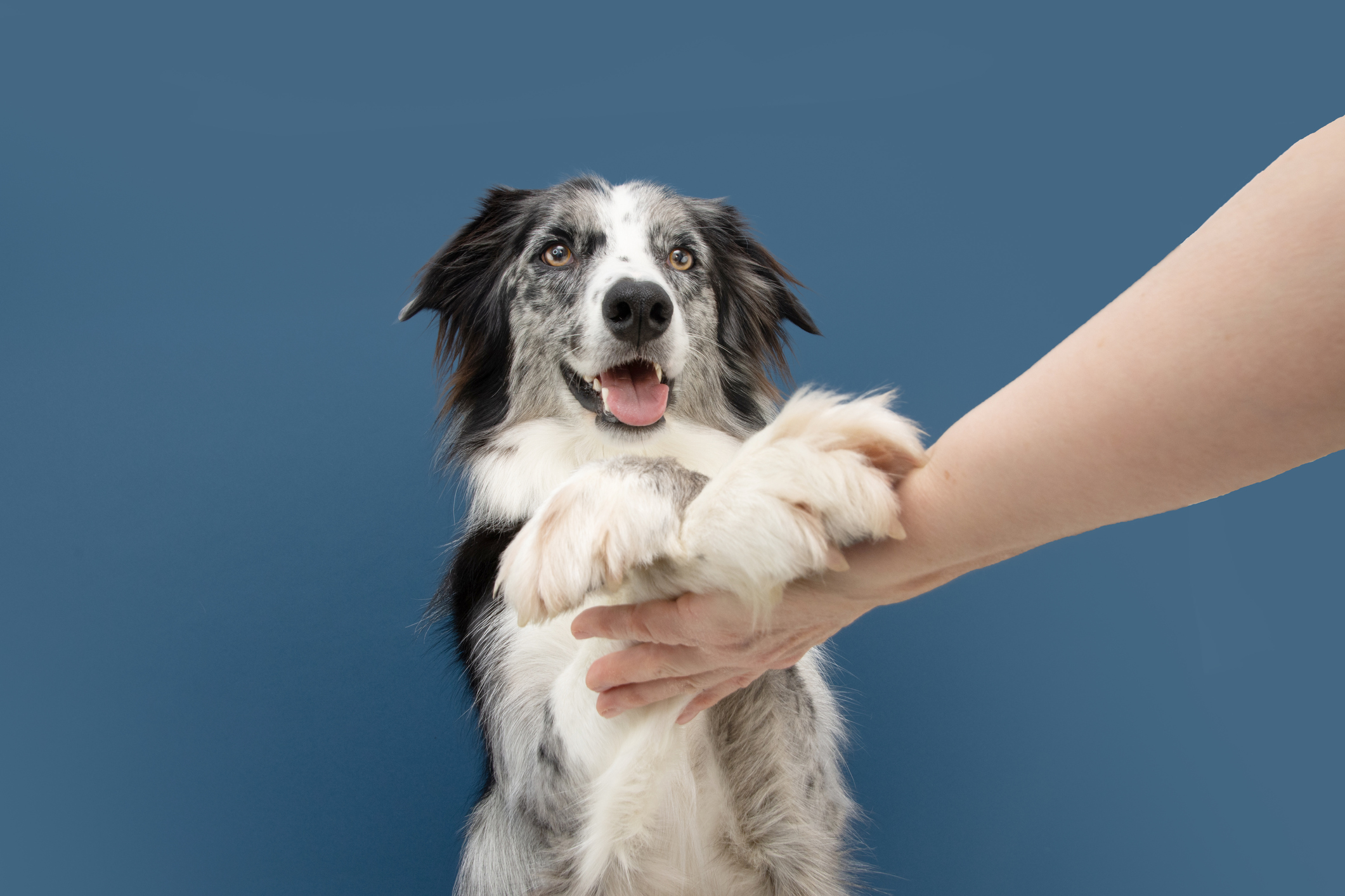 L-Glutamine – Old Dog, New Tricks