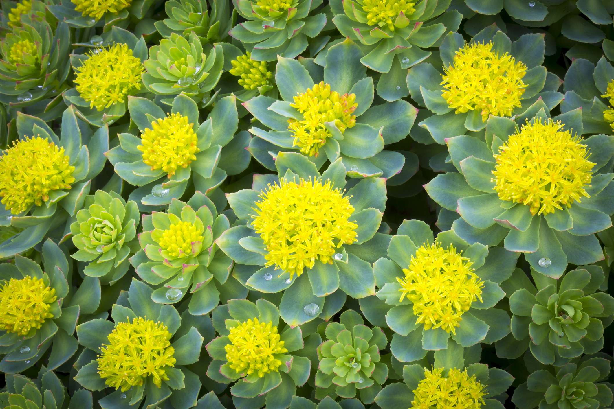 Rhodiola Update