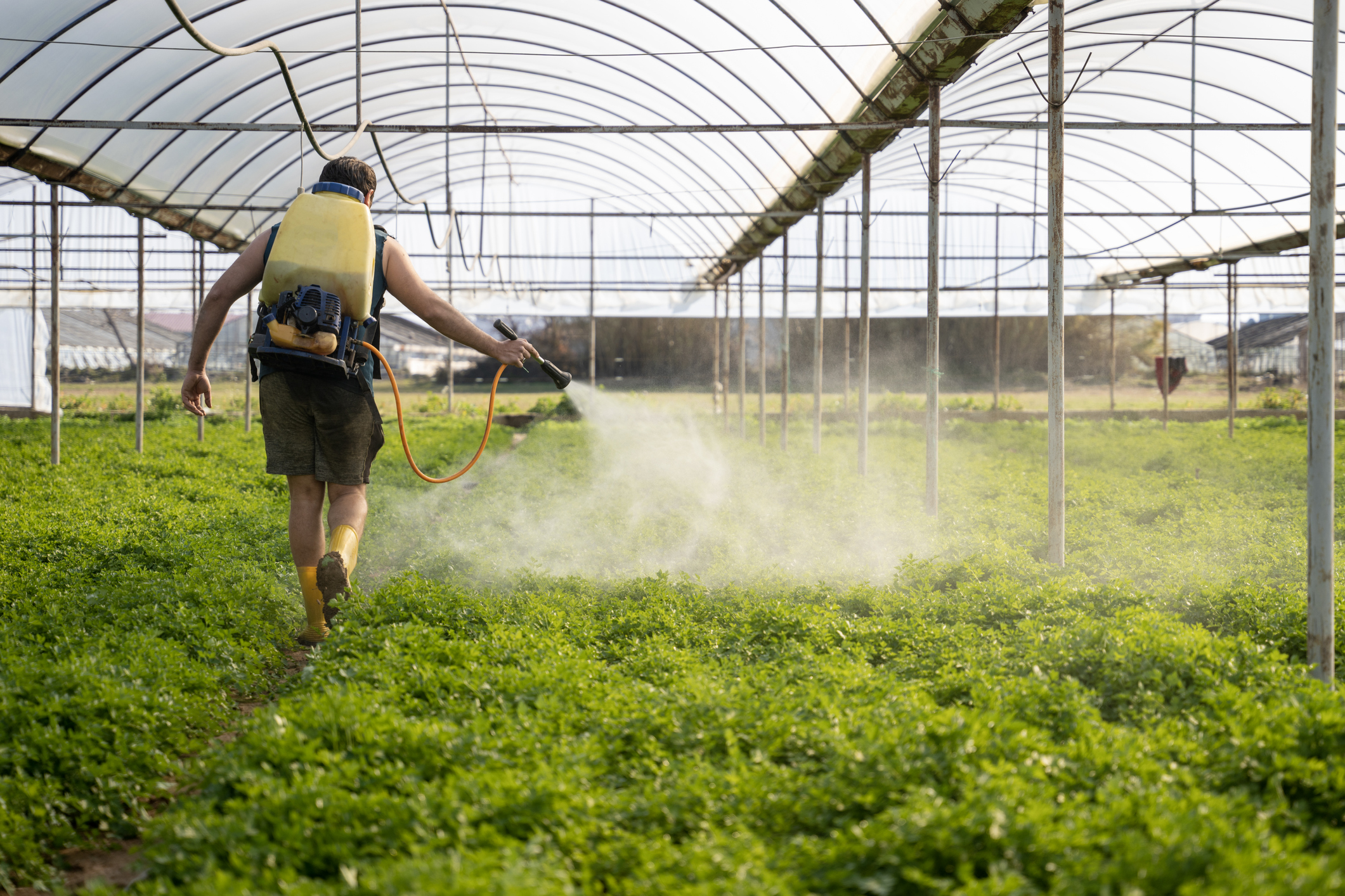 Parkinson’s, the Gut & Pesticides