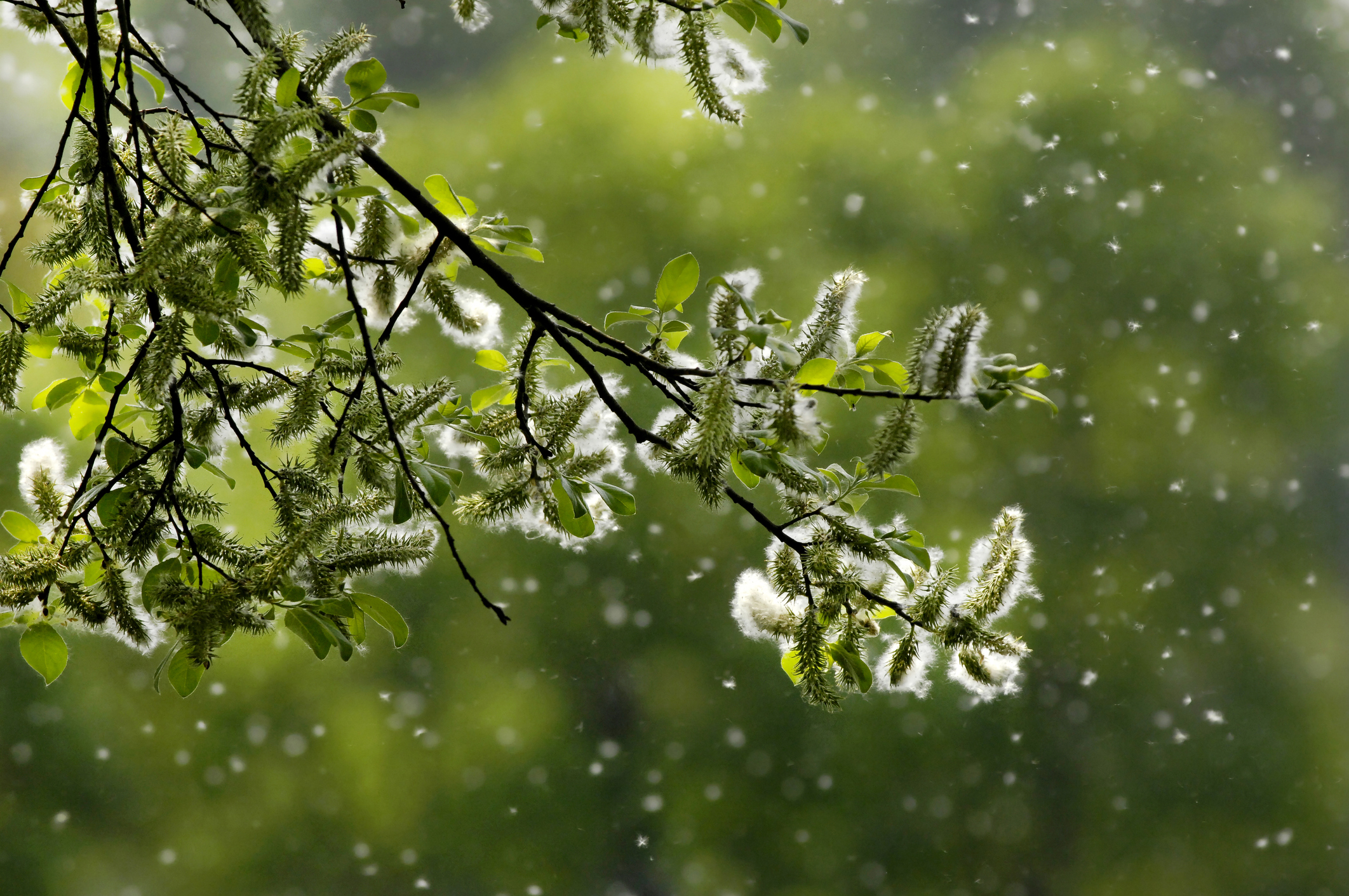 Microbiota & Seasonal Allergies