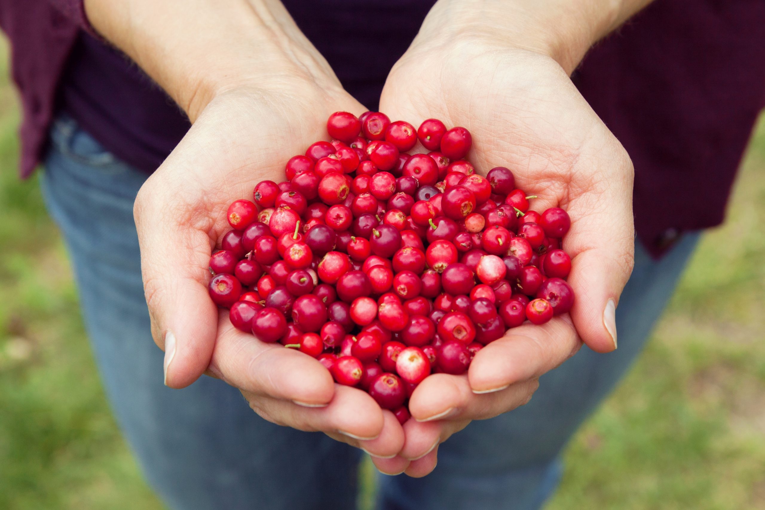 Cranberry Powder & Recurrent UTIs
