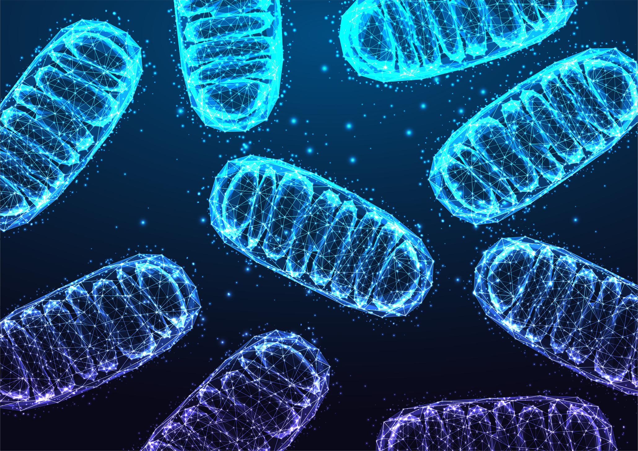 Mitochondria & Muscular Health