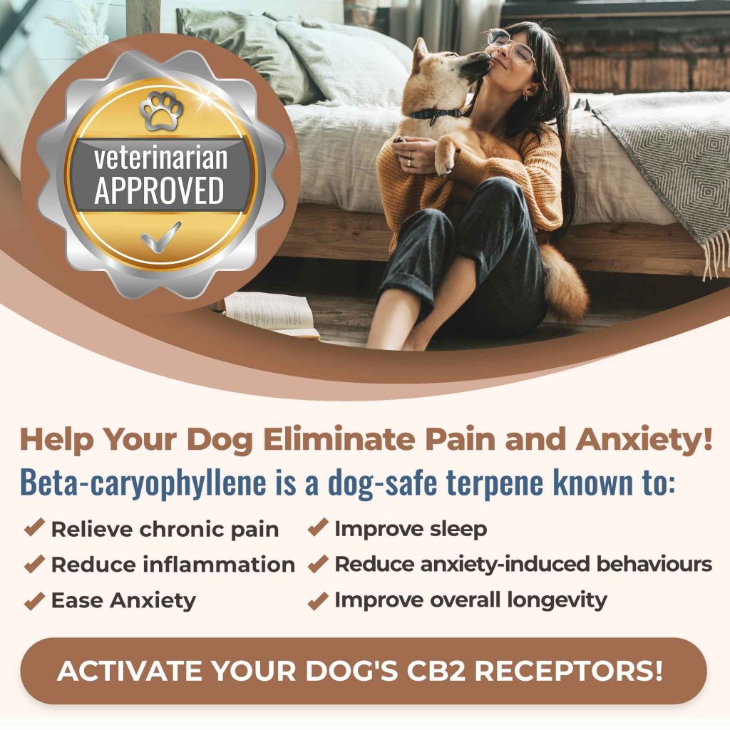 CB2 DOG-EASE HEMP SEED OIL